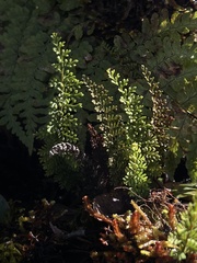 Adenophorus tamariscinus