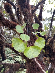 Cheirodendron trigynum