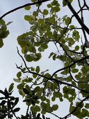 Cheirodendron trigynum