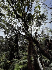 Cheirodendron trigynum