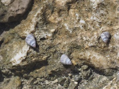 Littoraria pintado