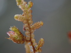 Frullania nisquallensis