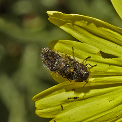 Acmaeodera