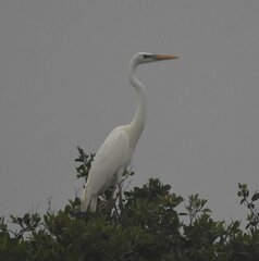 Ardea herodias occidentalis