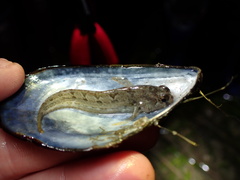 Hypsoblennius gentilis