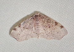 Achrosis costimaculata