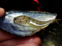 Hypsoblennius gentilis