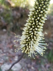 Xanthorrhoea macronema