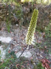 Xanthorrhoea macronema