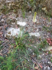 Xanthorrhoea macronema