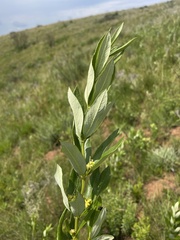 Fadogia homblei