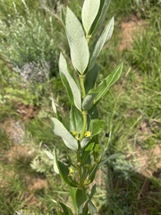 Fadogia homblei