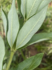 Fadogia homblei