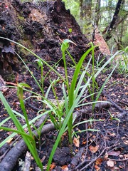 Pterostylis montana