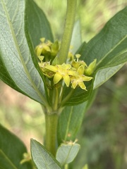 Fadogia homblei