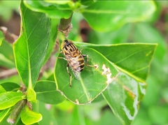 Eristalinus arvorum