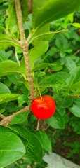 Synsepalum dulcificum