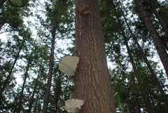 Fomitopsis