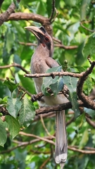 Ocyceros birostris