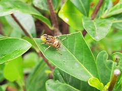 Eristalinus arvorum