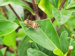 Eristalinus arvorum