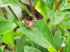 Eristalinus arvorum