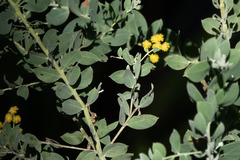 Acacia podalyriifolia