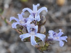 Lechenaultia expansa