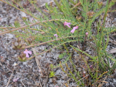 Lechenaultia expansa