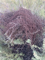 Phoradendron californicum