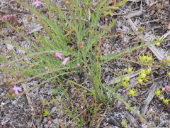 Lechenaultia expansa