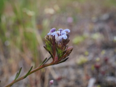 Lechenaultia expansa