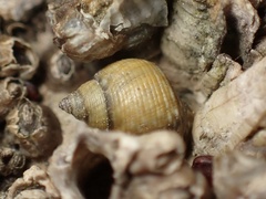 Littorina