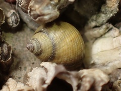 Littorina