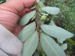 Annona globiflora