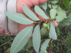 Annona globiflora