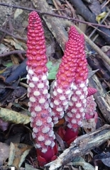 Balanophora laxiflora