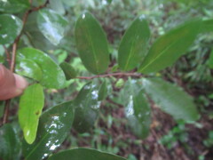 Annona globiflora
