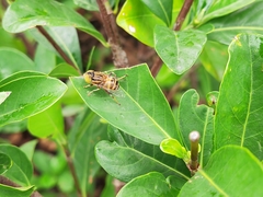 Eristalinus arvorum