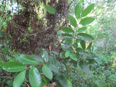 Annona globiflora