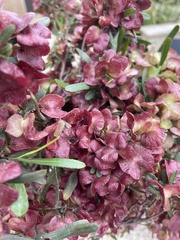 Dodonaea viscosa
