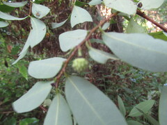 Annona globiflora