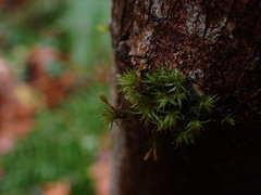 Orthotrichum columbicum