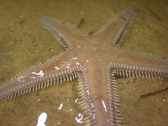 Astropecten armatus
