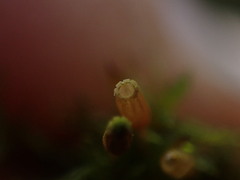 Orthotrichum columbicum
