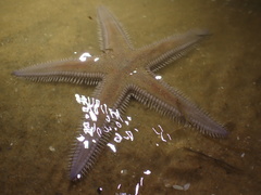 Astropecten armatus