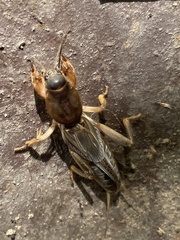 Gryllotalpa australis