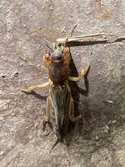 Gryllotalpa australis