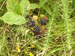 Rubus fruticosus