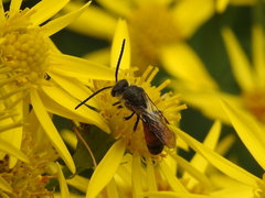 Sphecodogastra